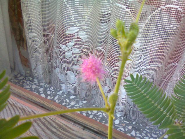 Name:  Fotoraf3543.jpg
Views: 695
Size:  70.3 KB