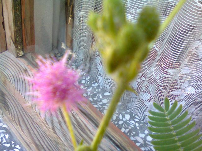 Name:  Fotoraf3545.jpg
Views: 703
Size:  62.9 KB