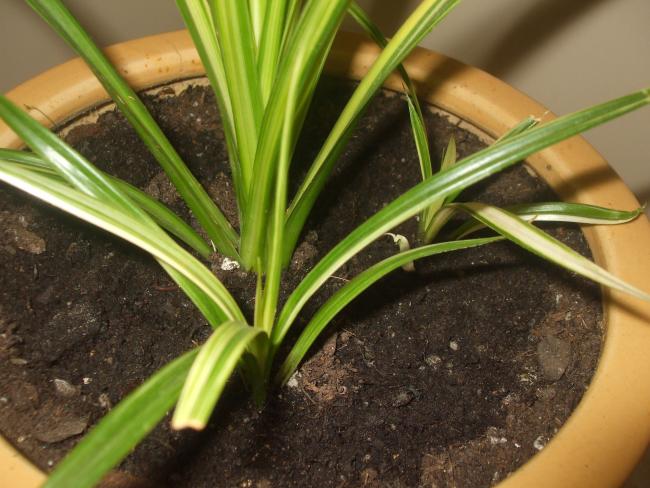 Name:  Drasena (Dracaena marginata)1.jpg
Views: 2356
Size:  52.9 KB