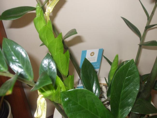 Name:  Zamioculcas zamiifolia (Aroid palm, Arum fern)1.jpg
Views: 1881
Size:  34.8 KB