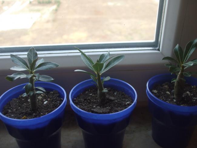 Name:  adenium1.jpg
Views: 1799
Size:  33.2 KB