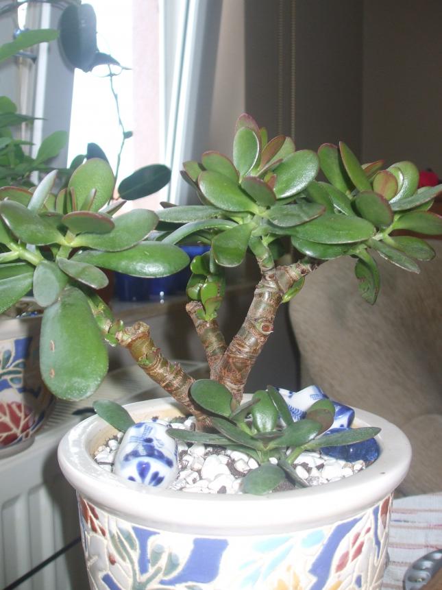 Name:  carassula ovata.jpg
Views: 1837
Size:  69.9 KB