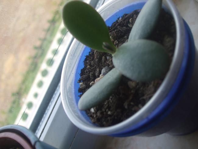 Name:  carassula ovata1.jpg
Views: 1793
Size:  30.9 KB