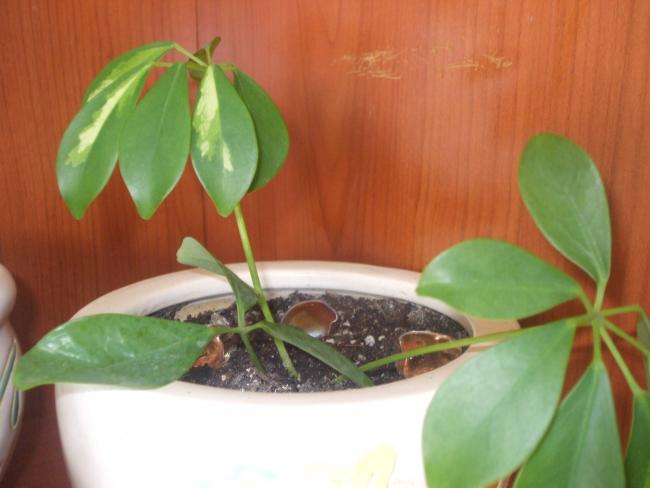 Name:  Schefflera.jpg
Views: 1751
Size:  31.7 KB