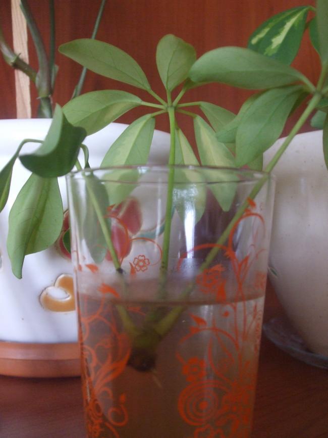 Name:  Schefflera1.jpg
Views: 1599
Size:  49.8 KB