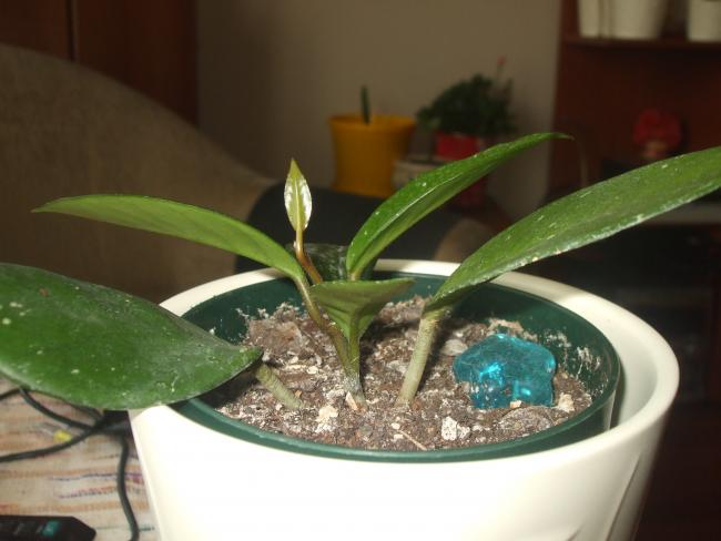 Name:  carnossa2.jpg
Views: 631
Size:  35.5 KB