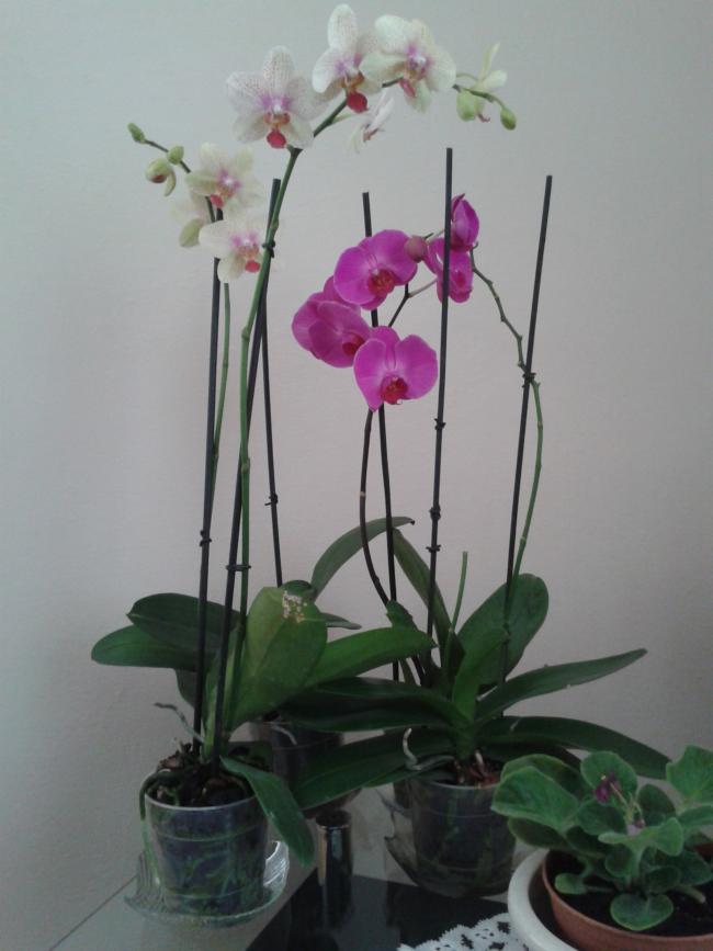 Name:  2013-08-28 11.15.53.jpg
Views: 942
Size:  46.8 KB