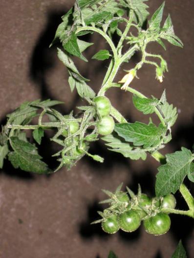 Name:  IMG_2732.jpg
Views: 885
Size:  35.3 KB
