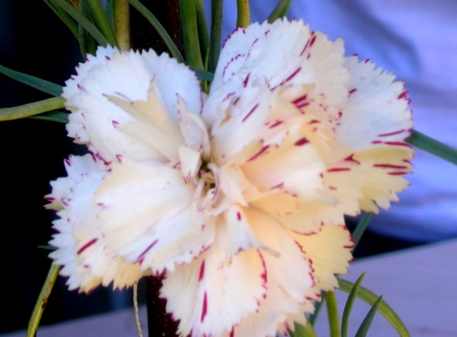 Name:  DSCN4154.jpg
Views: 1119
Size:  67.3 KB