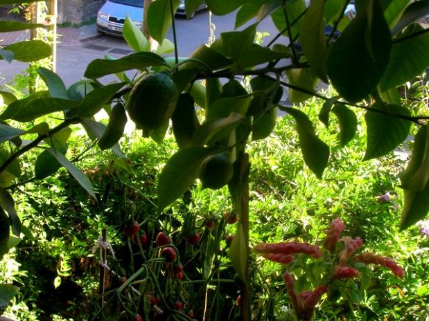 Name:  DSCN4163.jpg
Views: 1144
Size:  71.4 KB