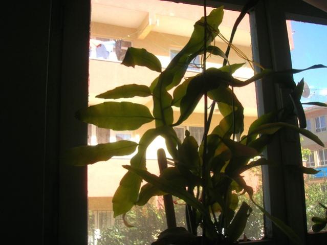 Name:  DSCN4166.jpg
Views: 1170
Size:  37.4 KB
