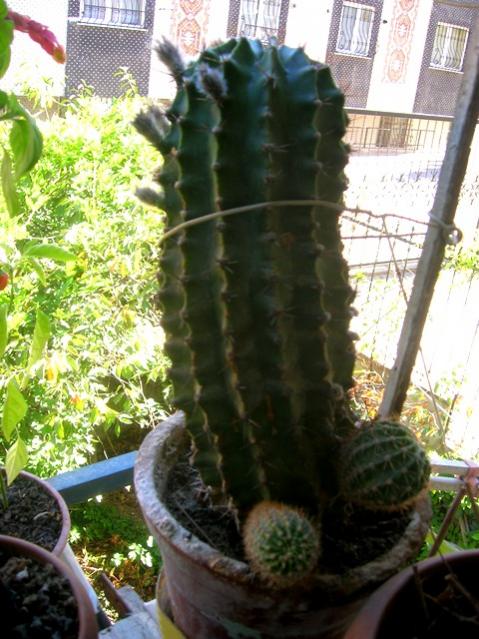 Name:  DSCN4160.jpg
Views: 1137
Size:  60.6 KB