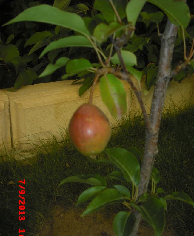 Name:  CIMG4472.jpg
Views: 1013
Size:  57.7 KB