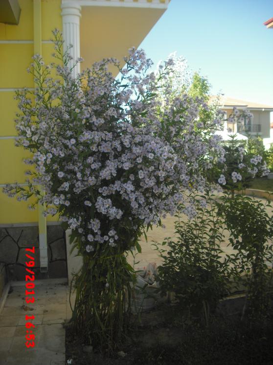 Name:  CIMG4482.jpg
Views: 960
Size:  72.7 KB