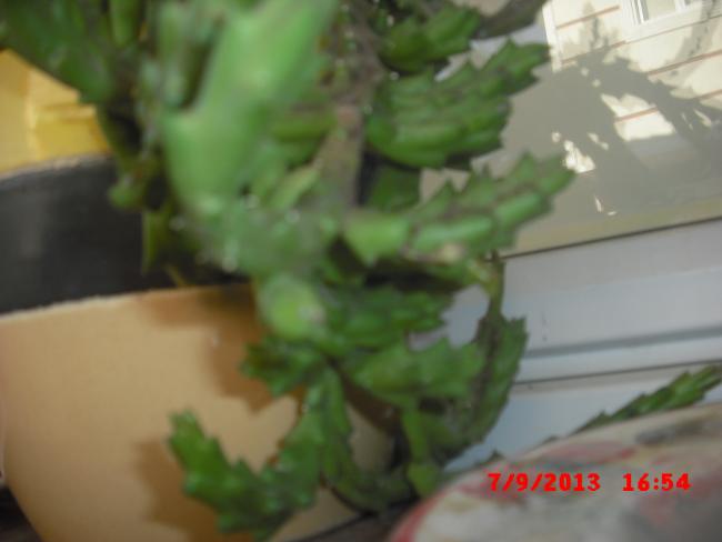Name:  CIMG4484.jpg
Views: 511
Size:  24.9 KB