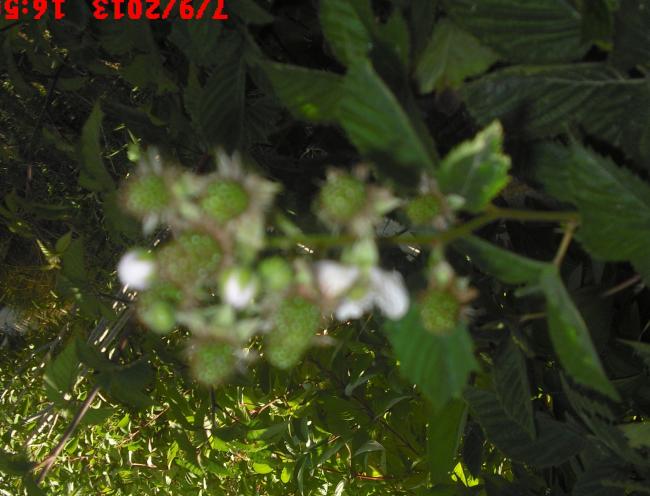Name:  CIMG4473.jpg
Views: 520
Size:  47.0 KB