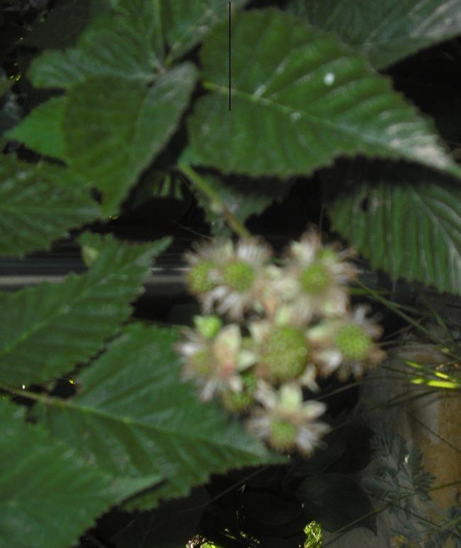 Name:  CIMG4474.jpg
Views: 512
Size:  44.0 KB