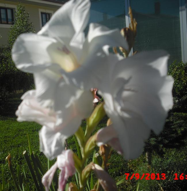 Name:  CIMG4469.jpg
Views: 529
Size:  54.2 KB