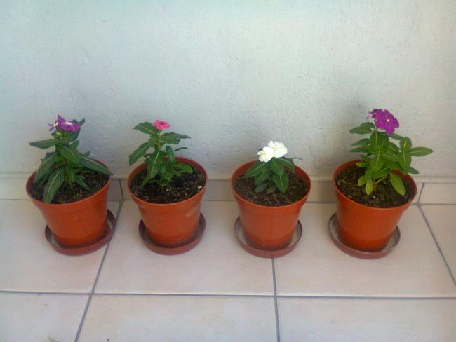 Name:  Fotoraf3577.jpg
Views: 760
Size:  30.7 KB