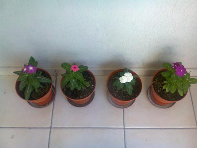 Name:  Fotoraf3578.jpg
Views: 766
Size:  29.0 KB