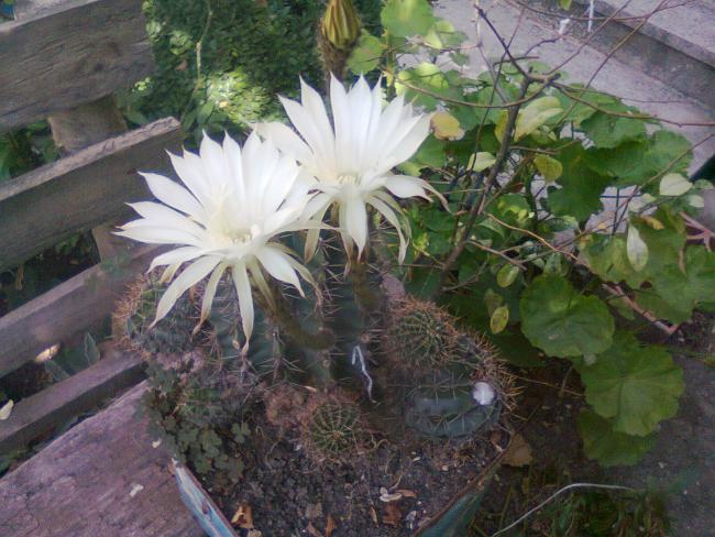 Name:  Fotoraf3585.jpg
Views: 767
Size:  58.6 KB