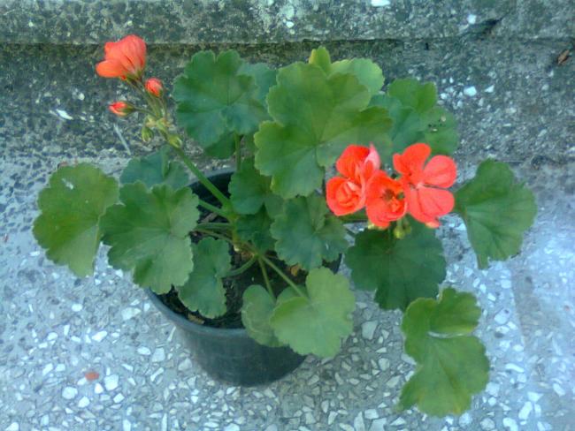 Name:  Fotoraf3586.jpg
Views: 751
Size:  54.7 KB