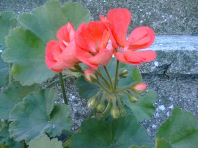 Name:  Fotoraf3588.jpg
Views: 735
Size:  44.6 KB