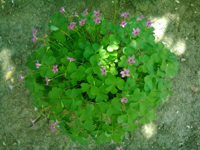 Name:  Fotoraf3590.jpg
Views: 771
Size:  64.7 KB