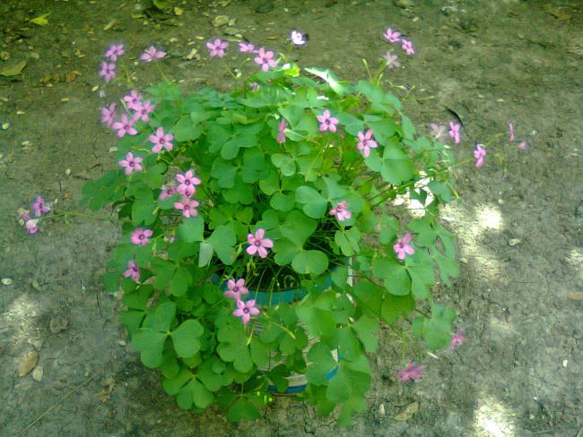 Name:  Fotoraf3593.jpg
Views: 737
Size:  65.7 KB