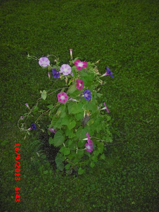 Name:  CIMG4522.jpg
Views: 498
Size:  70.6 KB