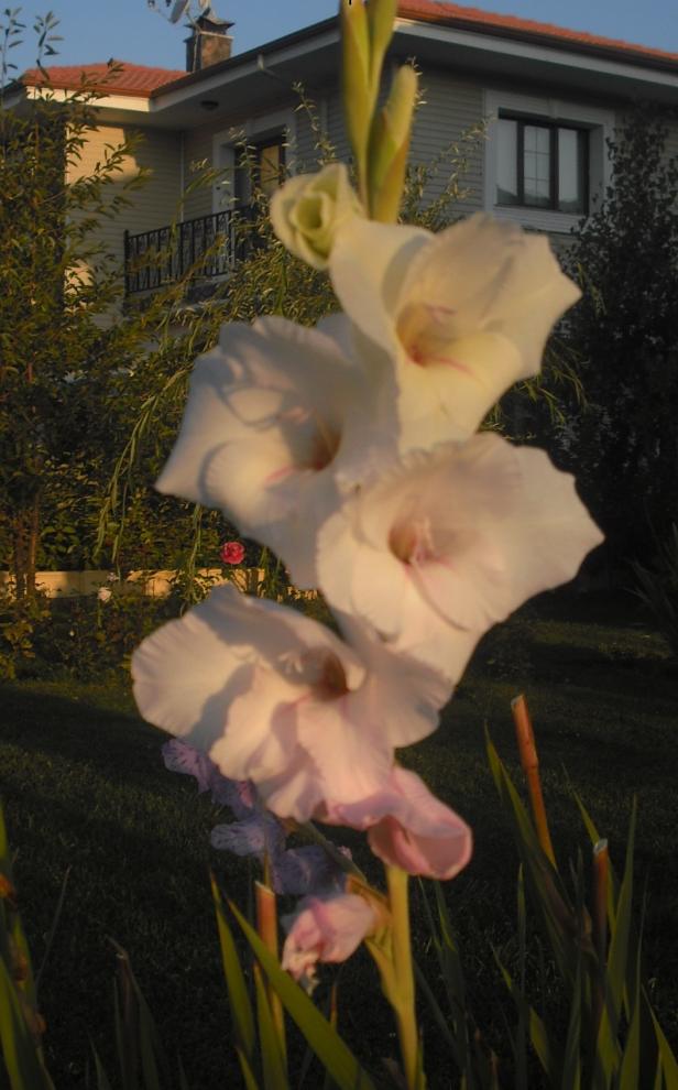 Name:  CIMG4528.jpg
Views: 493
Size:  71.2 KB