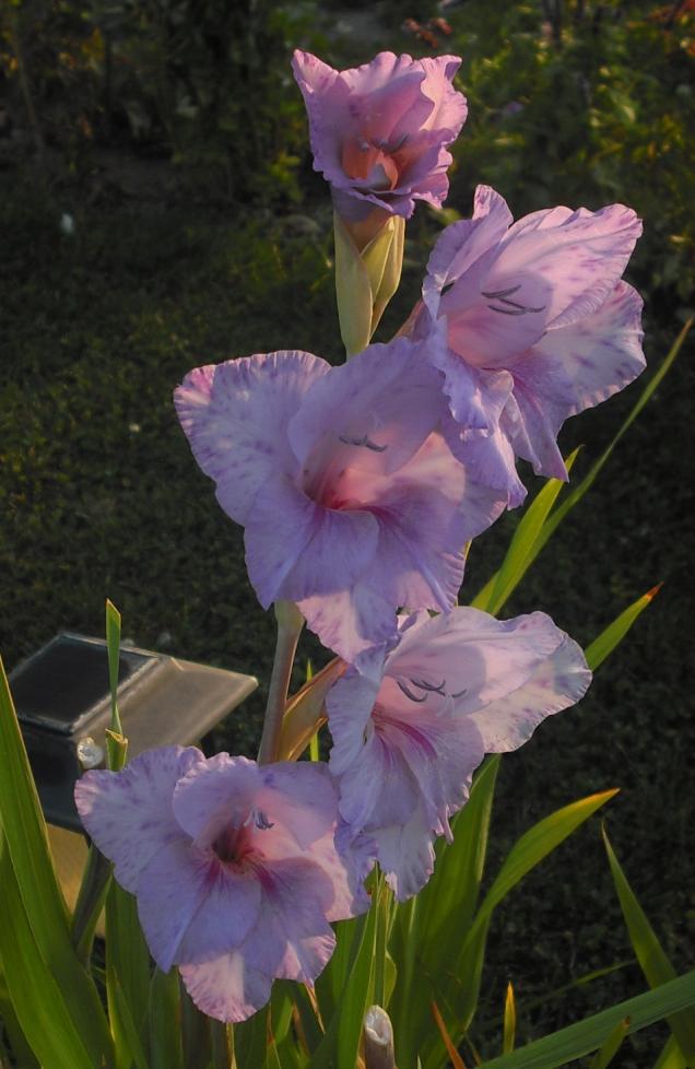 Name:  CIMG4529.jpg
Views: 479
Size:  70.8 KB