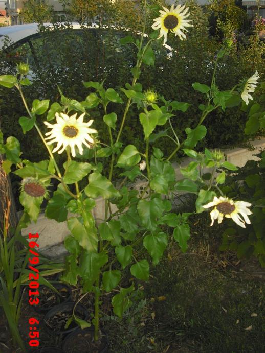 Name:  CIMG4540.jpg
Views: 480
Size:  74.5 KB
