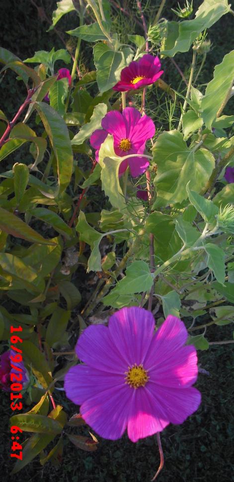 Name:  CIMG4534.jpg
Views: 477
Size:  79.8 KB