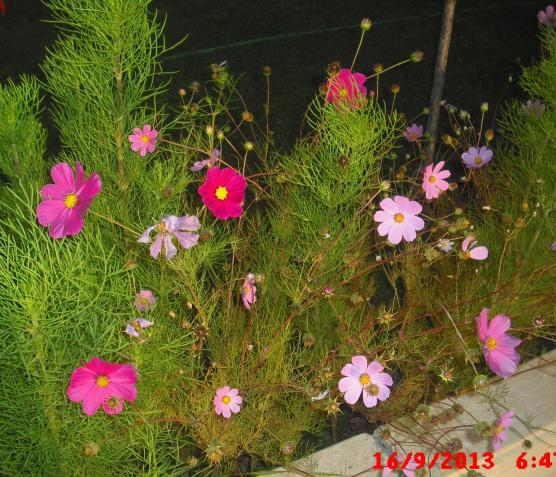Name:  CIMG4535.jpg
Views: 483
Size:  71.2 KB