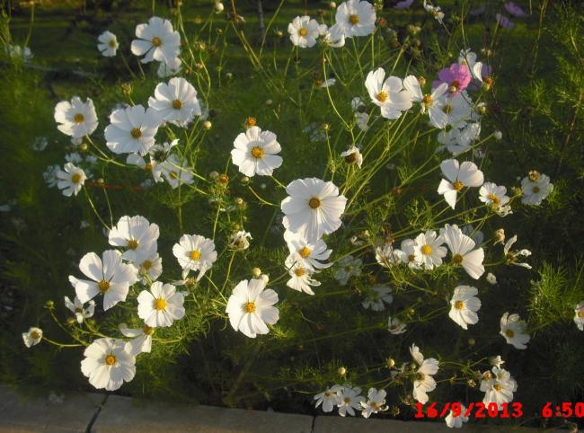 Name:  CIMG4539.jpg
Views: 497
Size:  62.7 KB
