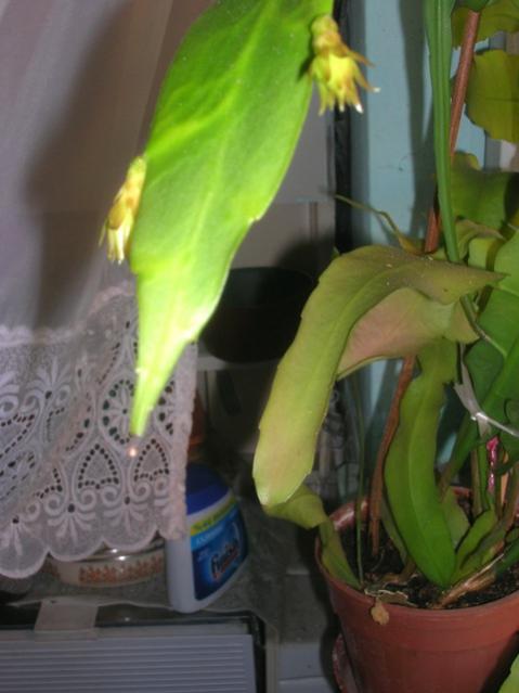 Name:  DSCN4225.jpg
Views: 1096
Size:  33.9 KB
