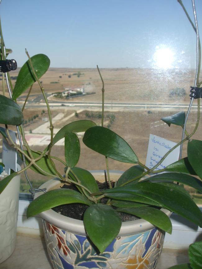 Name:  verticilata.jpg
Views: 574
Size:  66.9 KB