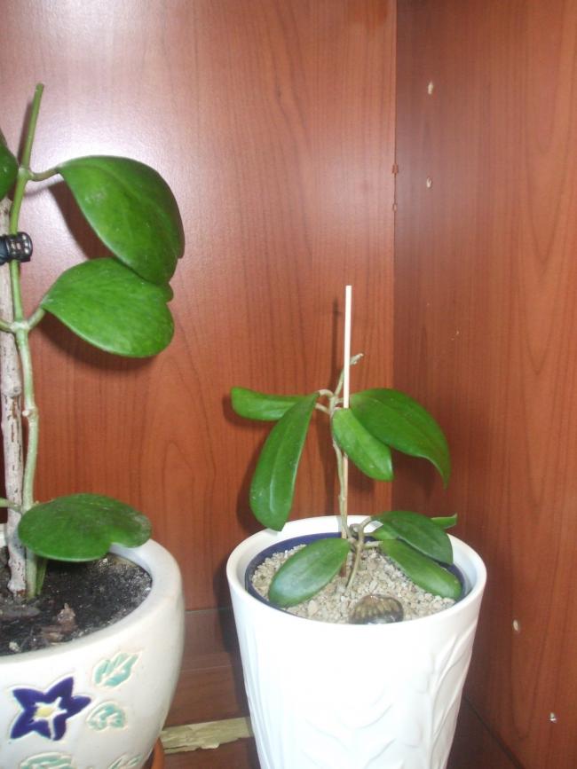 Name:  verticilata elik.jpg
Views: 592
Size:  55.9 KB