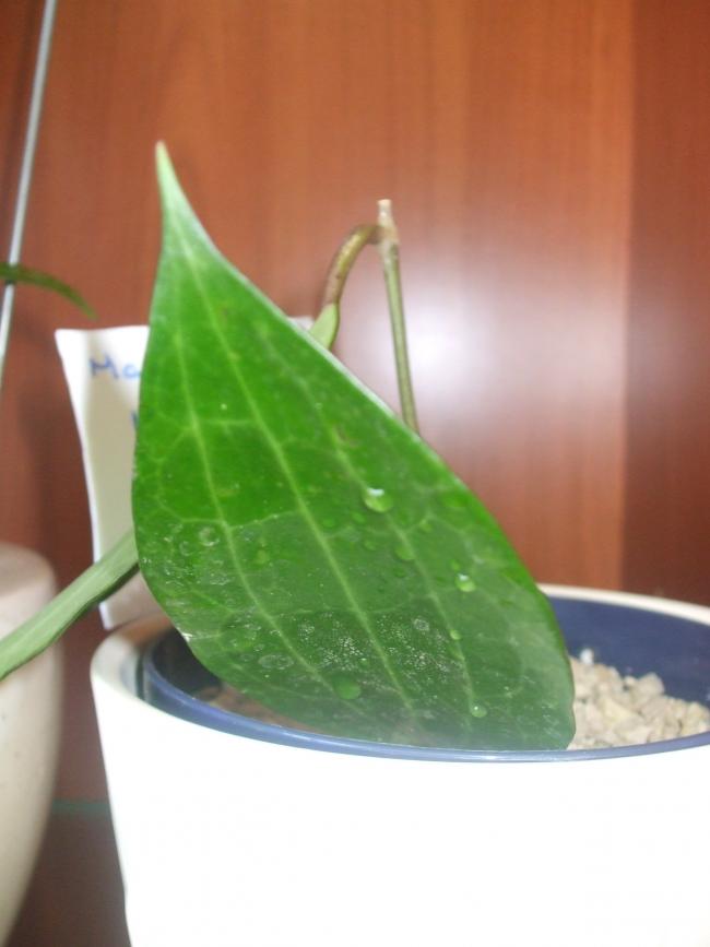 Name:  macrophylia.jpg
Views: 546
Size:  38.1 KB