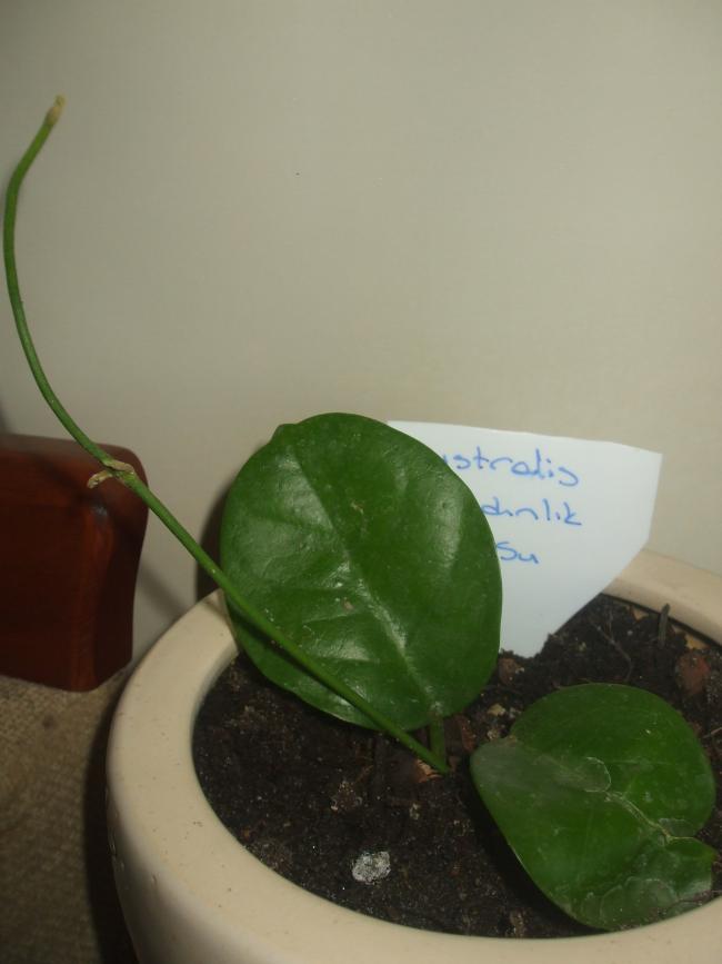 Name:  australis.jpg
Views: 543
Size:  37.4 KB