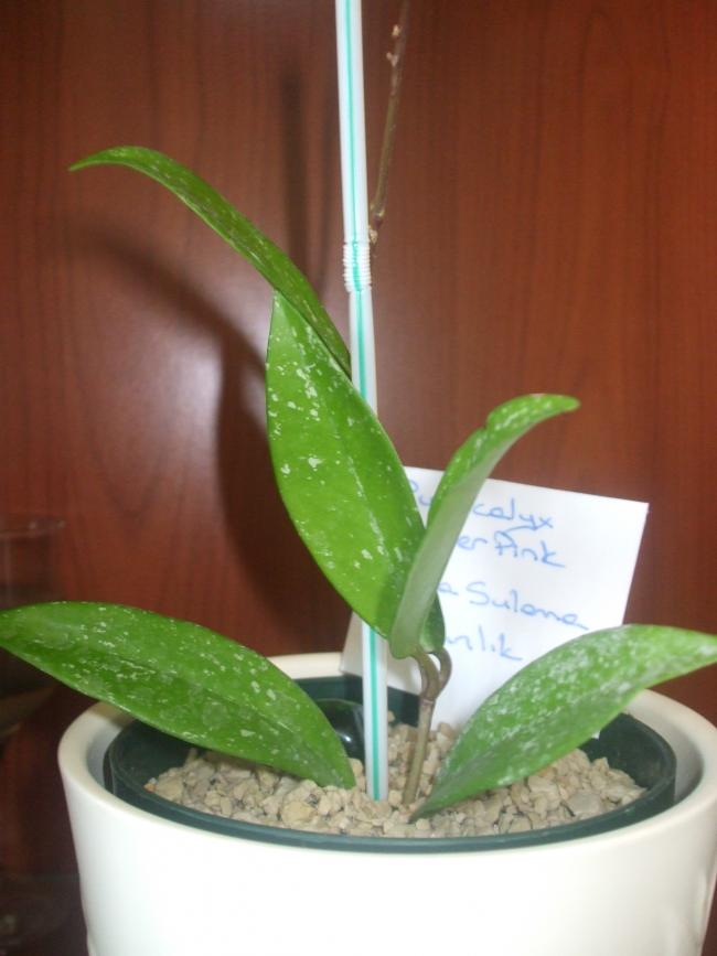 Name:  pubicalyx silver pink.jpg
Views: 587
Size:  47.1 KB