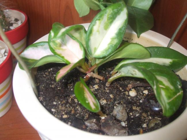 Name:  carnosa tricolor.jpg
Views: 614
Size:  45.0 KB