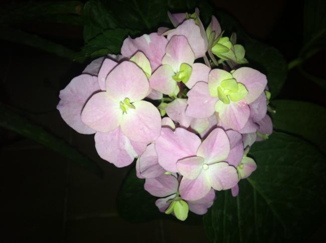 Name:  fotoraf (5).jpg
Views: 1264
Size:  27.7 KB