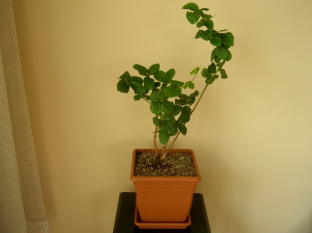 Name:  DSCN4247.jpg
Views: 1005
Size:  57.7 KB
