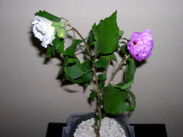 Name:  DSCN4252.jpg
Views: 1080
Size:  30.7 KB