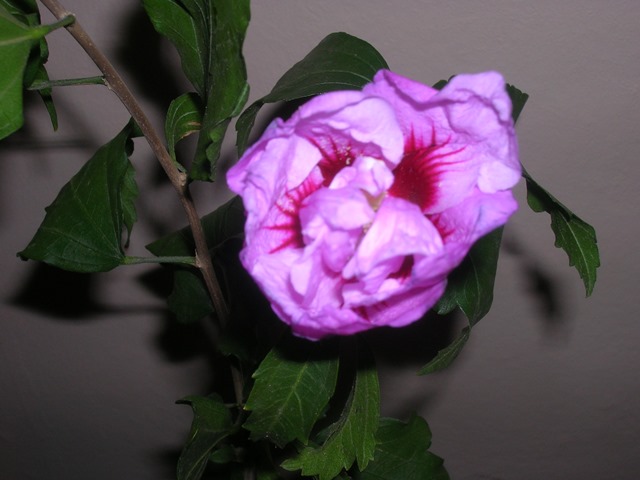 Name:  DSCN4251.jpg
Views: 1046
Size:  67.3 KB