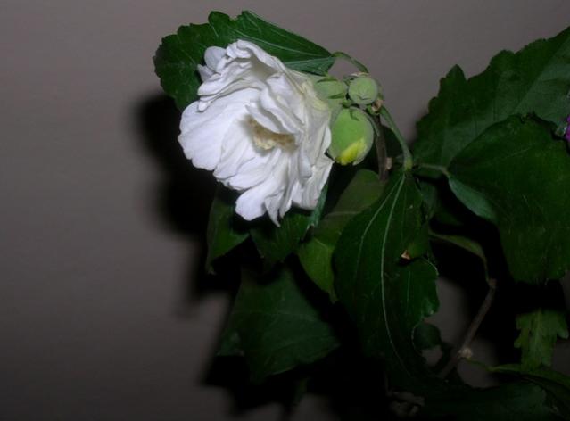 Name:  DSCN4253.jpg
Views: 1039
Size:  22.5 KB