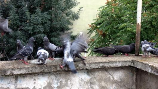 Name:  IMG_3765.jpg
Views: 762
Size:  35.0 KB