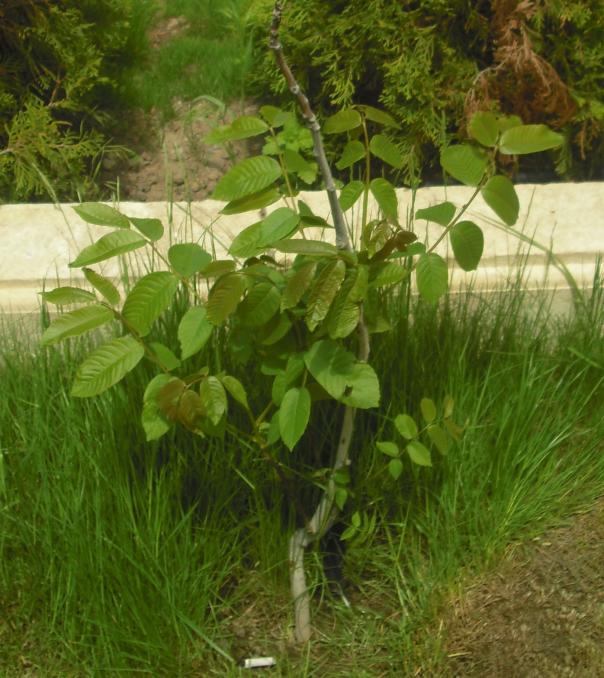 Name:  020.jpg
Views: 604
Size:  71.7 KB